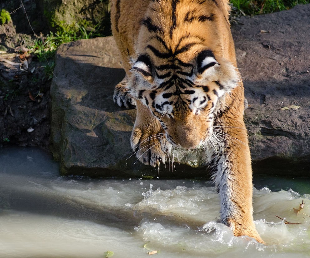 Śniadanie w zoo przez cały dzień