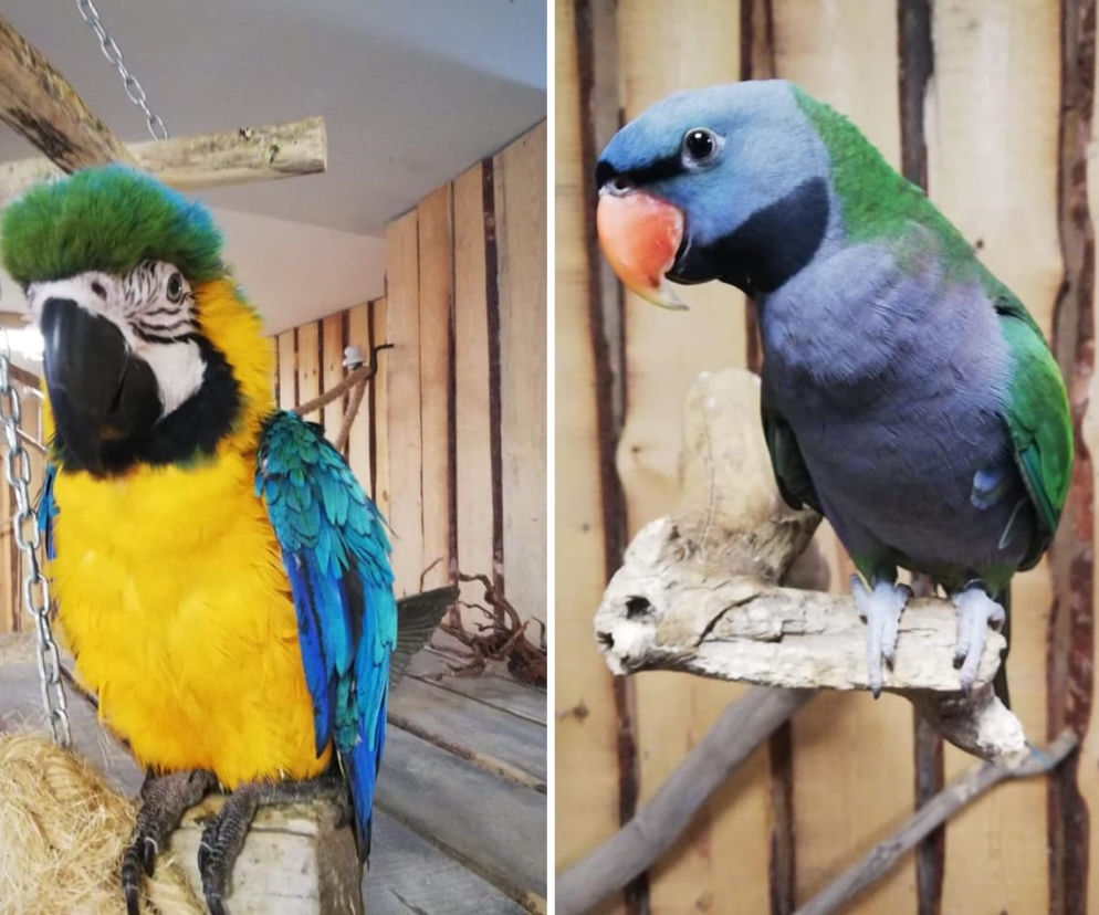 Papugi