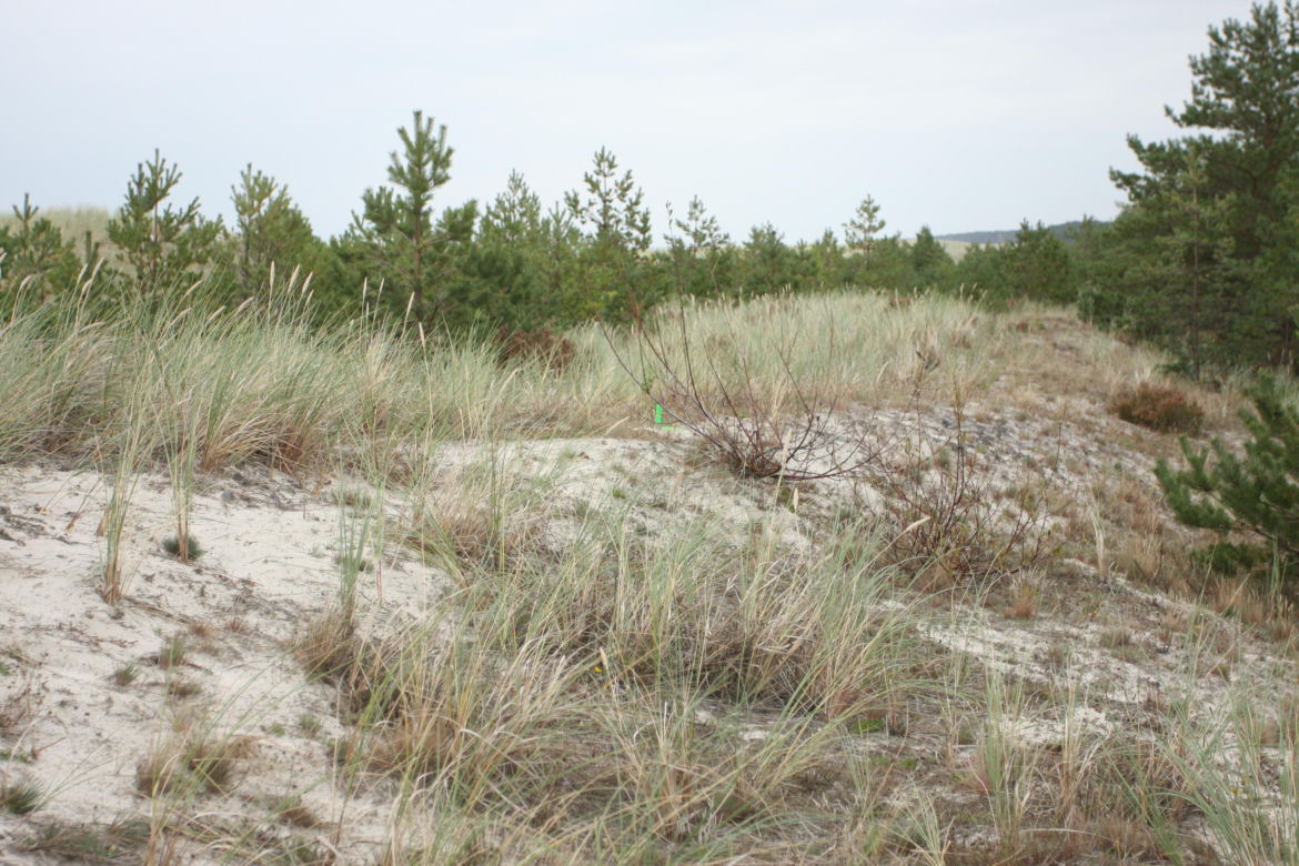Wejście nr 48 plaża w Słajszewie