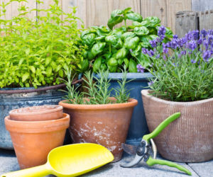 Zioła na tarasie – od zera do pachnącego ogrodu!