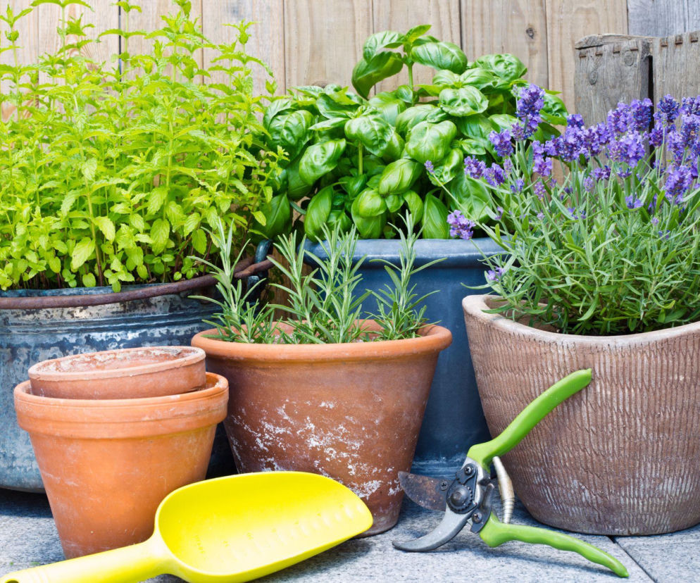 Zioła na tarasie – od zera do pachnącego ogrodu!