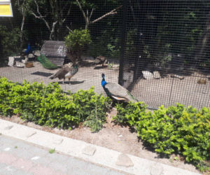 Krakowskie ZOO wznowiło działanie i zaprasza do odwiedzin