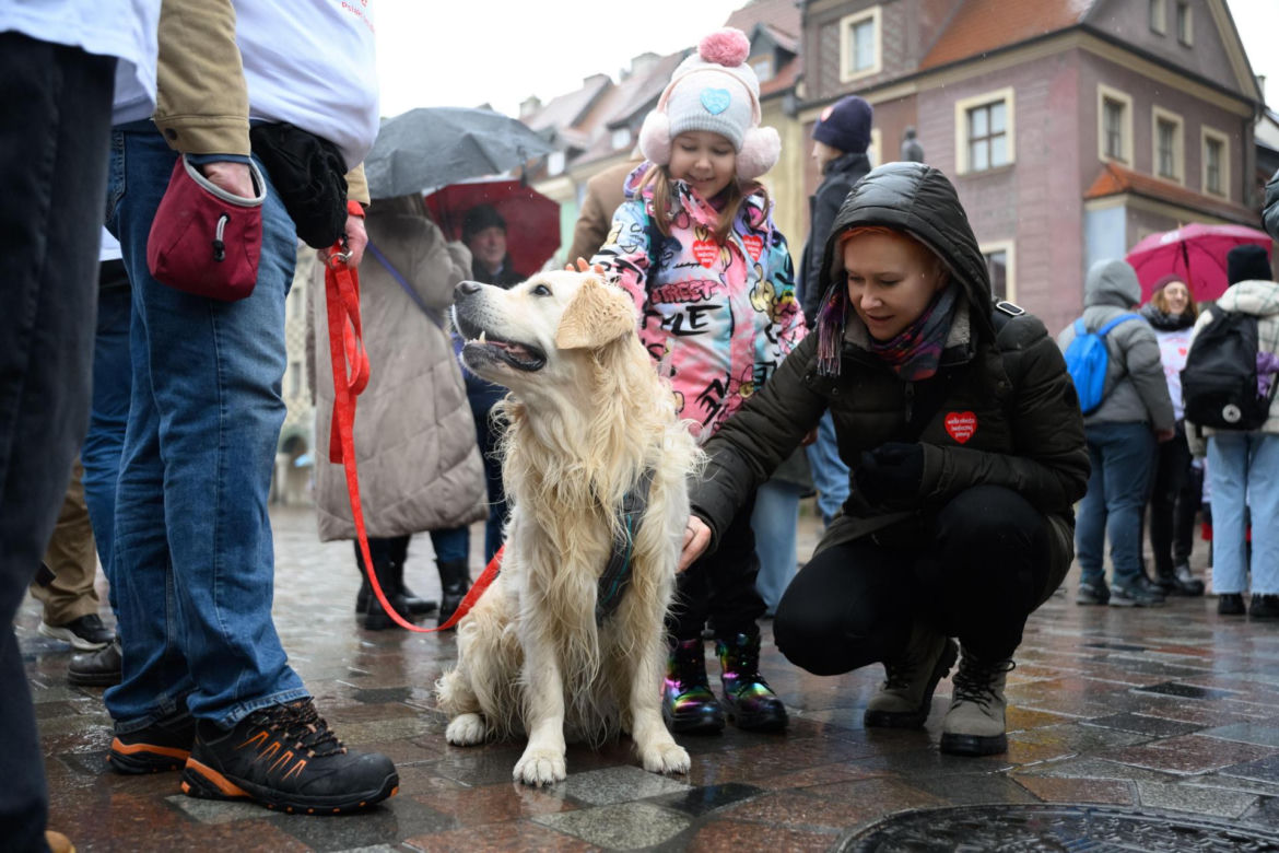 Poznań. Pokaz wyszkolenia psów z grupy „Golden Retriever WOŚP w Poznaniu” podczas 33. Finału Wielkiej Orkiestry Świątecznej Pomocy
