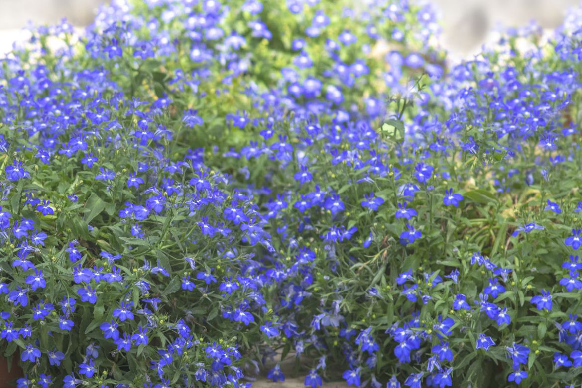 Lobelia przylądkowa