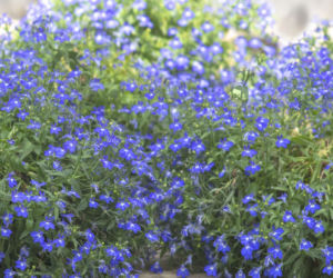 Lobelia przylądkowa