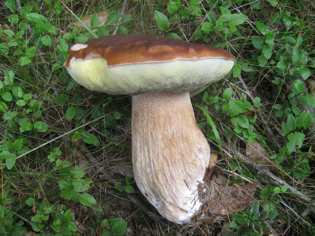 Borowiki