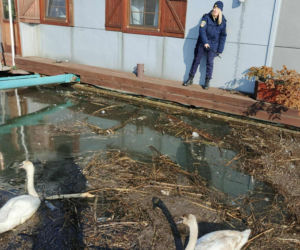 Dwa piękne łabędzie utknęły w potrzasku. Interweniowała straż miejska