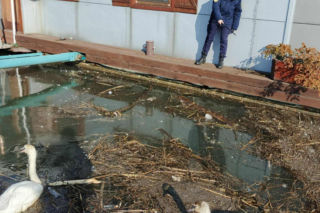 Dwa piękne łabędzie utknęły w potrzasku. Interweniowała straż miejska