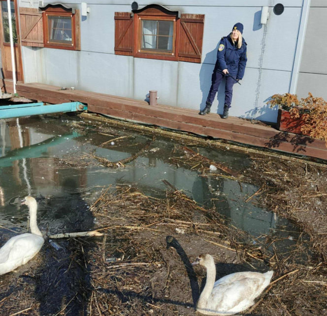 Dwa piękne łabędzie utknęły w potrzasku. Interweniowała straż miejska