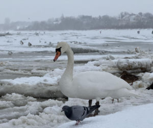 Bałtyk zimową porą, uchwycony w kadrach