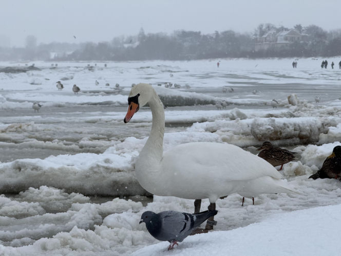 Bałtyk zimową porą, uchwycony w kadrach