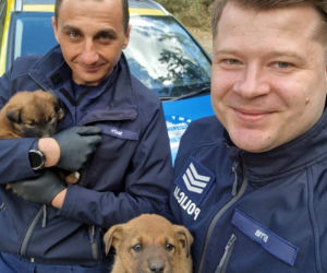 Pięcioro szczeniąt porzuconych w lesie. „Nie miały praktycznie żadnych szans”