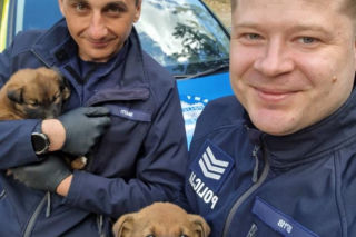 Pięcioro szczeniąt porzuconych w lesie. „Nie miały praktycznie żadnych szans”