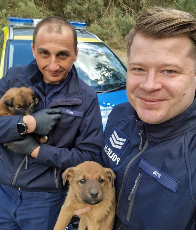 Pięcioro szczeniąt porzuconych w lesie. „Nie miały praktycznie żadnych szans”