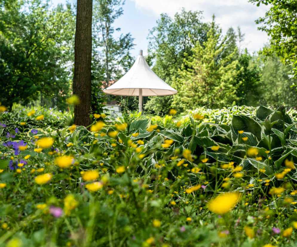 Plebiscyt Terra Flower Power. Olsztyn ma szansę zostać najpiękniej ukwieconym miastem w Polsce