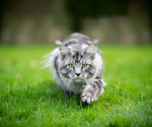Kot maine coon