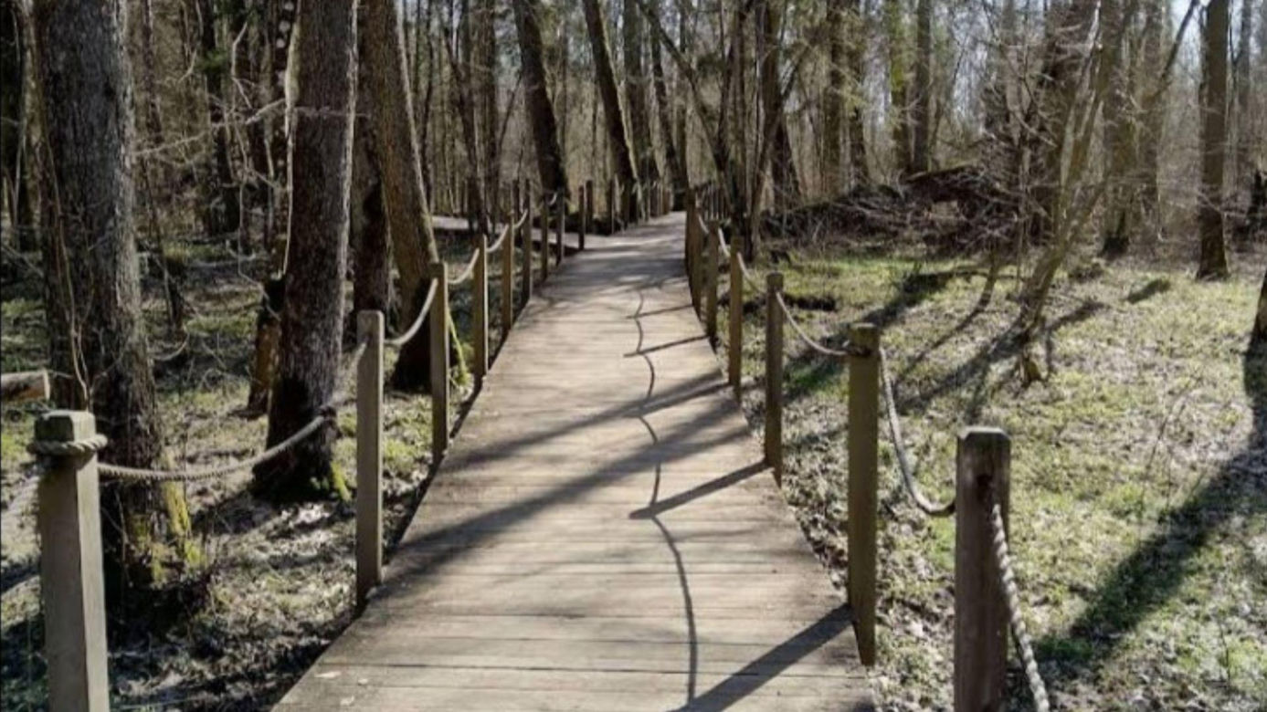 Szlak Dębów Królewskich w Starej Białowieży