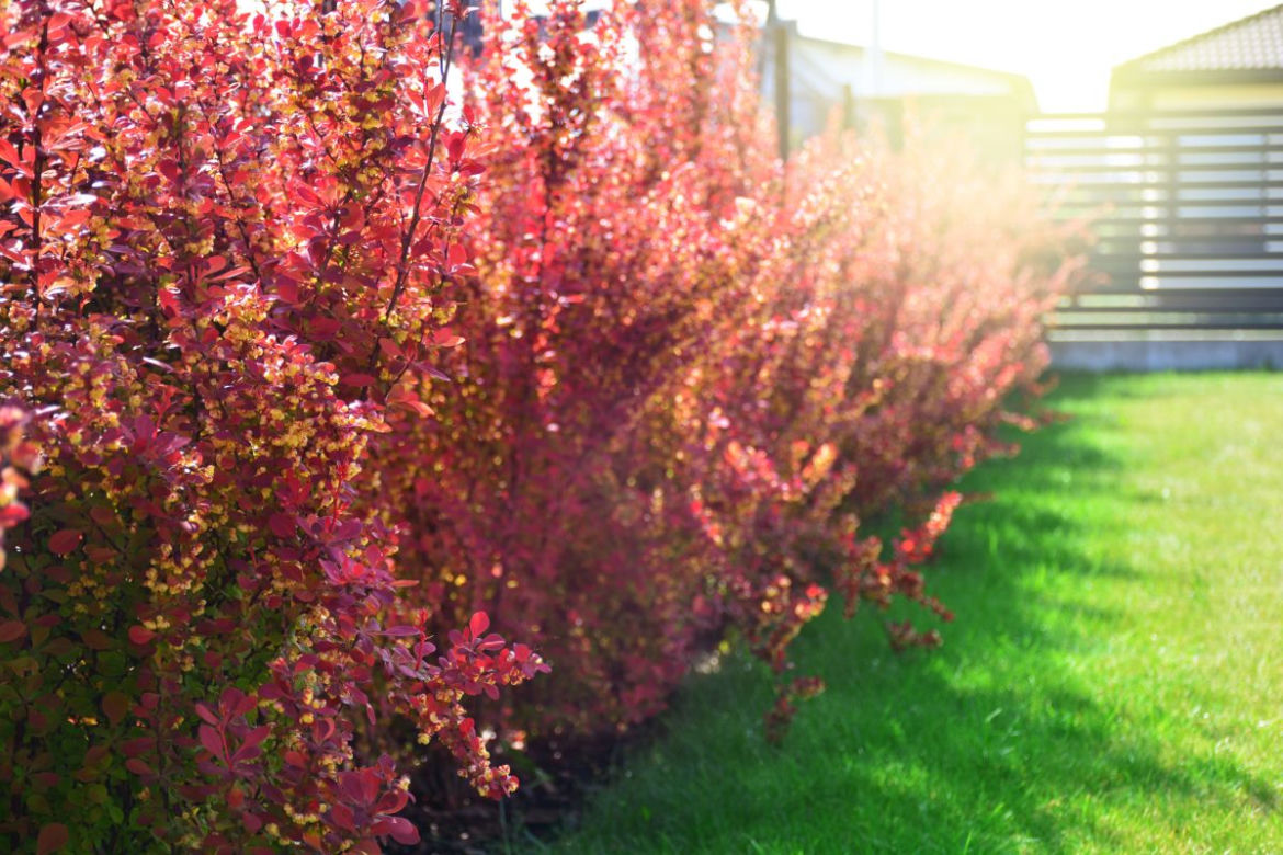 Berberis Thunberga