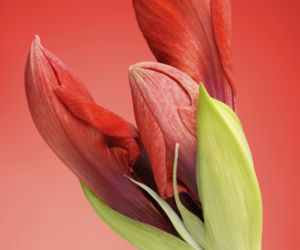 Hippeastrum