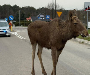 Struł się i szukał pomocy. Chory łoś zablokował ruchliwą trasę. Z pyska leciała mu piana