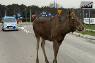 Struł się i szukał pomocy. Chory łoś zablokował ruchliwą trasę. Z pyska leciała mu piana