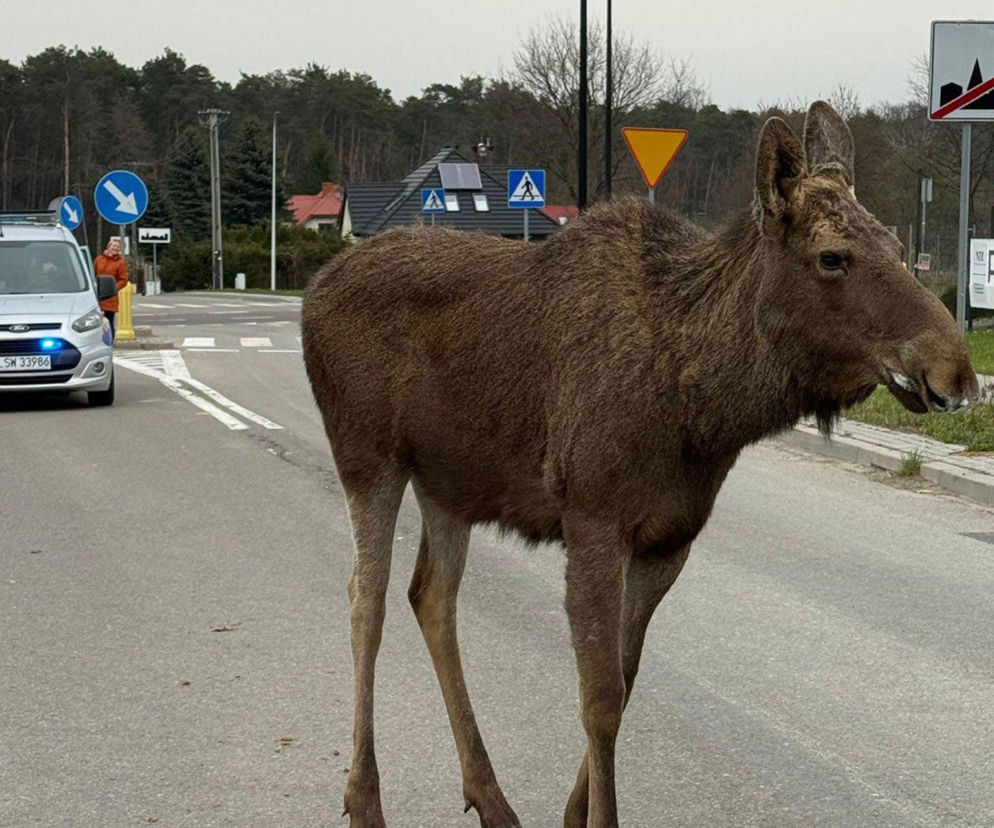 Struł się i szukał pomocy. Chory łoś zablokował ruchliwą trasę. Z pyska leciała mu piana
