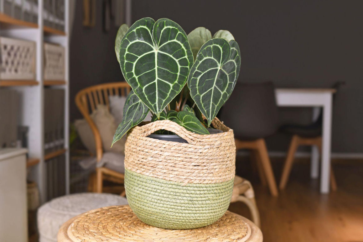 Anthurium clarinervium