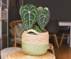 Anthurium clarinervium