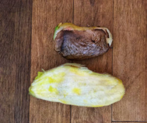 Mango z pestki