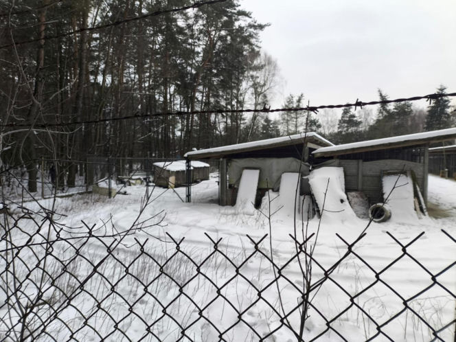 Ujadanie słychać z kilometrów. Odwiedziliśmy schronisko w Sobolewie. "Tak nie brzmią szczęśliwe pieski"