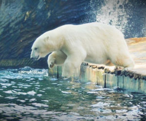 ZOO w Myślęcinku będzie miało nowych mieszkańców!