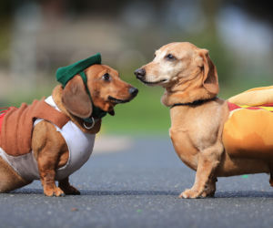 WYŚCIGI HOT-DOG-ÓW.