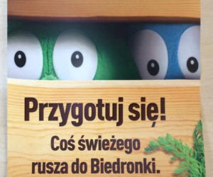 Nowe Świeżaki