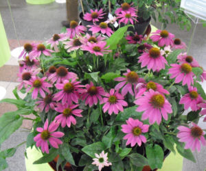 jeżówka purpurowa 'Pow Wow Wild Berry'