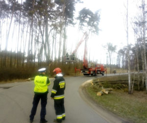Konar drzewa spadł na ciężarówkę