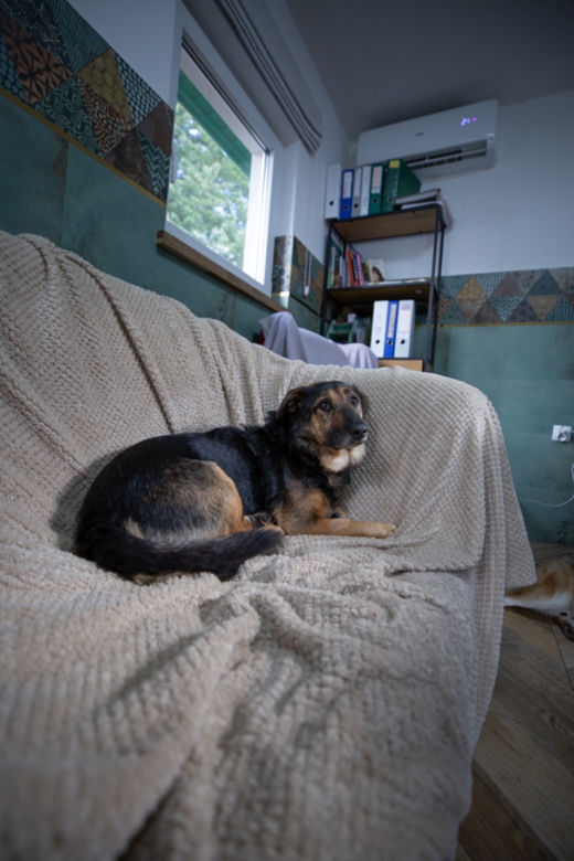 Przemyśl. U nich psy nie czekają na adopcję w klatkach [GALERIA]	