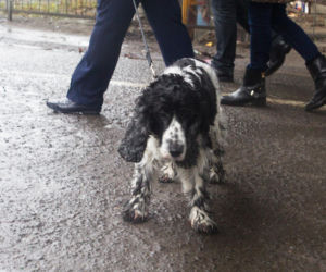 Pieski w Pałacu Prezydenckim