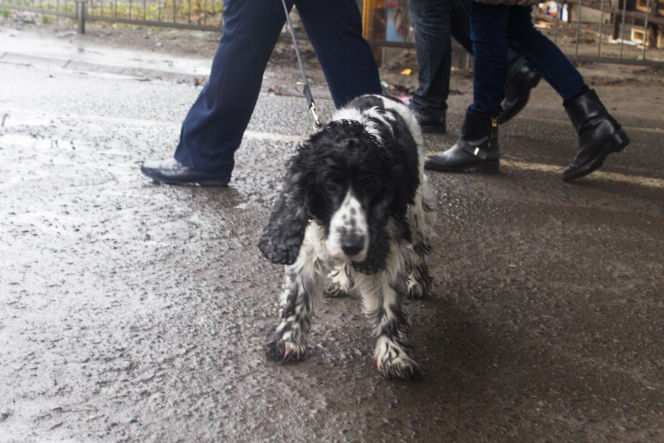 Pieski w Pałacu Prezydenckim