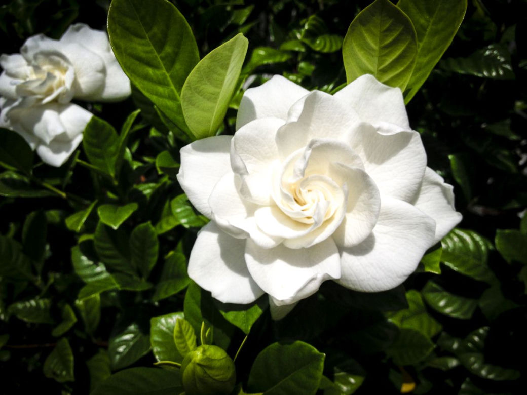 Gardenia jaśminowata