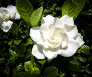 Gardenia jaśminowata