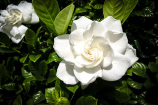 Gardenia [Porada eksperta]