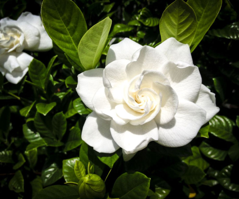 Gardenia jaśminowata