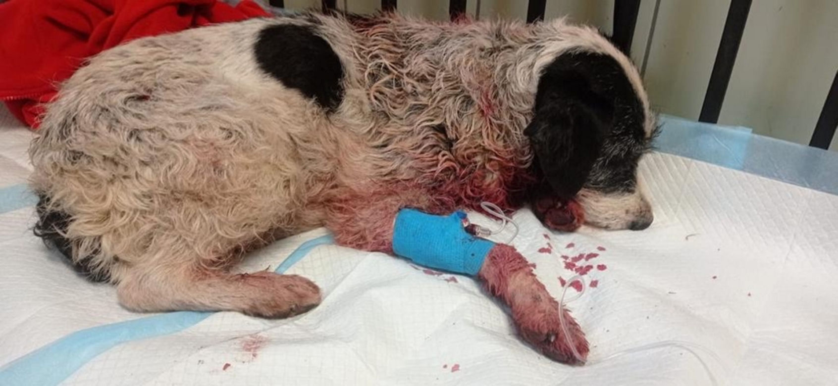 Weterynarze pomogli Tajce pogryzionej przez psy