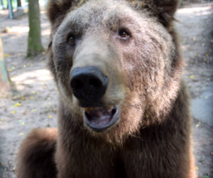 Niedźwiedź Baloo z poznańskiego zoo