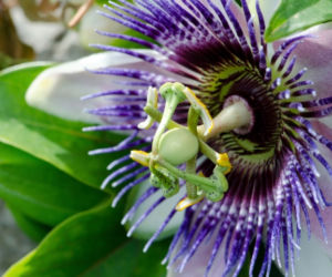 passiflora