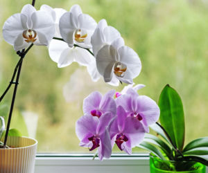 Twój storczyk nie kwitnie od miesięcy? Przestań robić te 7 rzeczy, a zasypie cię kwiatami!