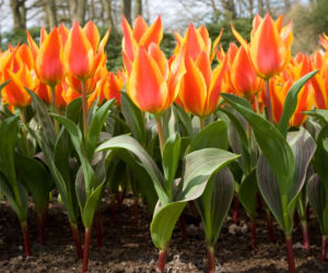 Tulipany Kaufmanna