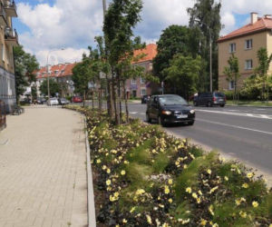 Olsztyn - nasadzenia
