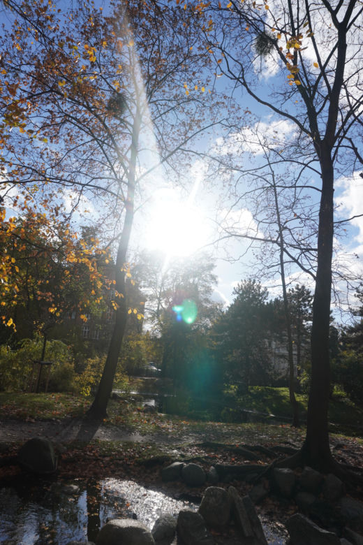 Park Wilsona jesienią
