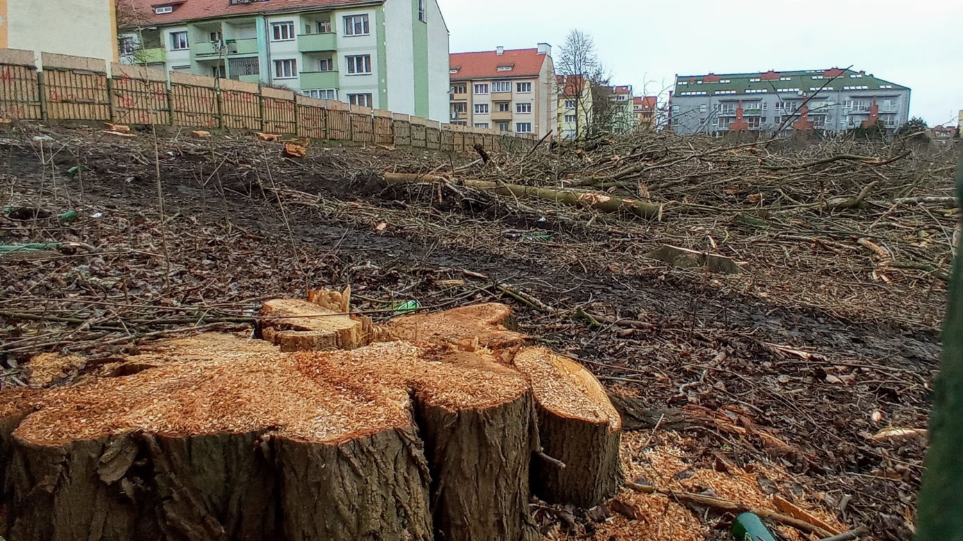 Przy ulicy Janosika wycięto dziesiątki drzew